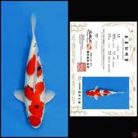 SHOWA SAKAI, 37CM 