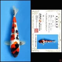 SHOWA SAKAI, 29CM