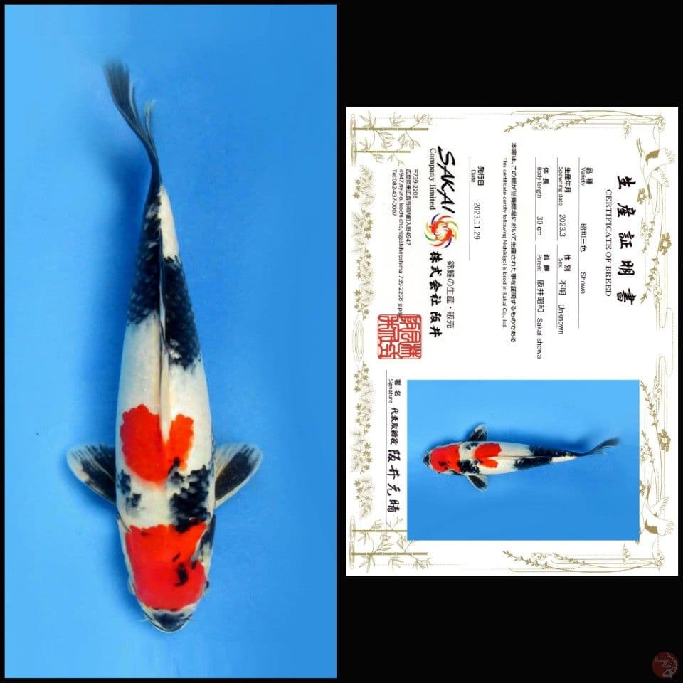 SHOWA SAKAI, 30CM