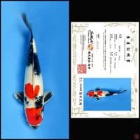 SHOWA SAKAI, 30CM