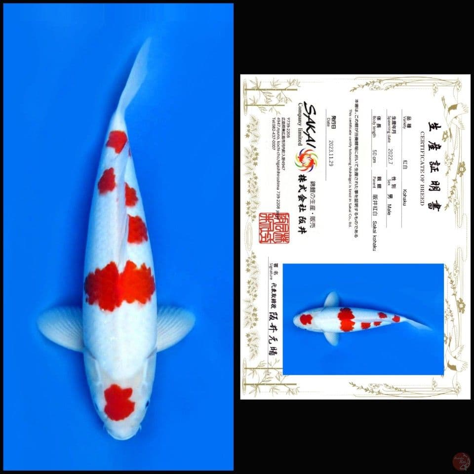 KOHAKU SAKAI, 50CM