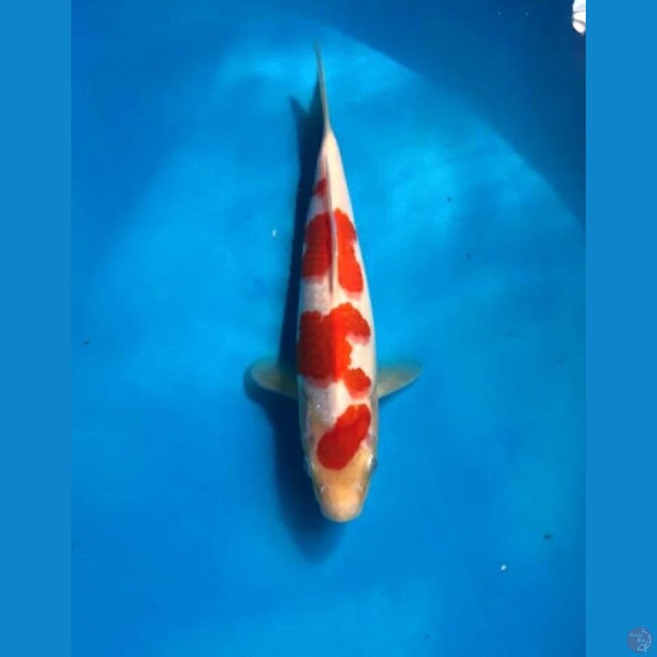 kohaku 22cm