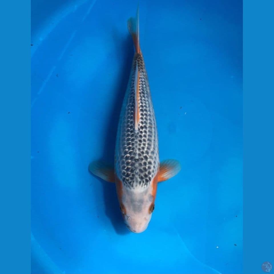 asagi 30cm