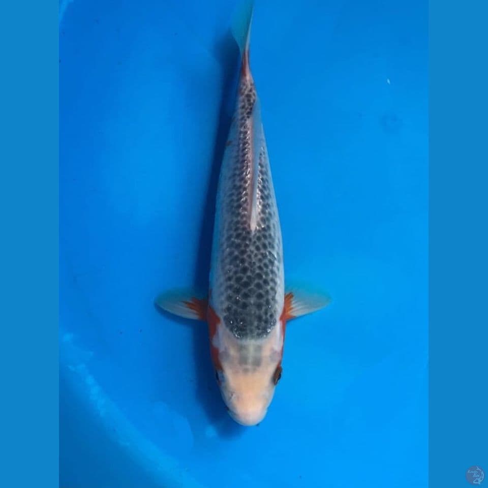 asagi 25cm