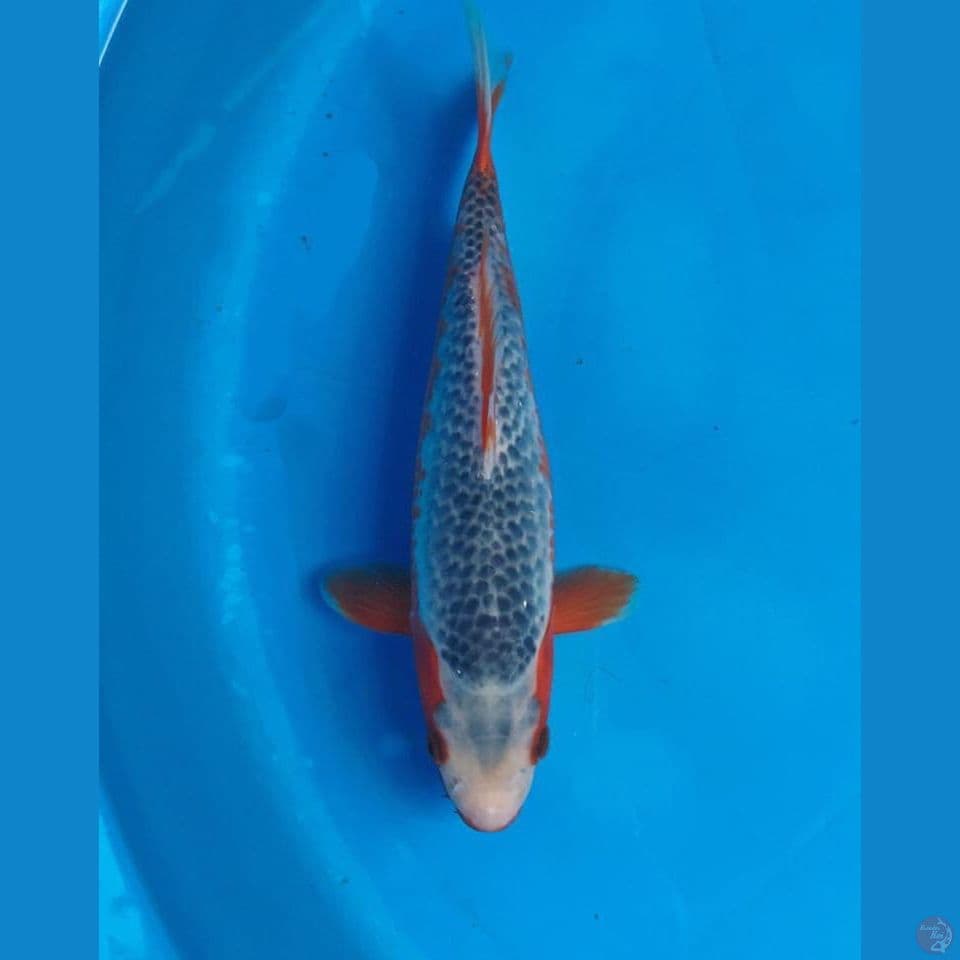 asagi 25cm