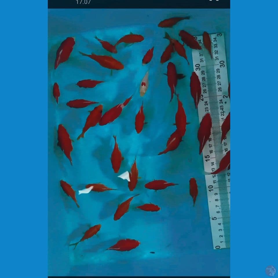 Tamasaba bibitan 4 8 cm 35 ekor