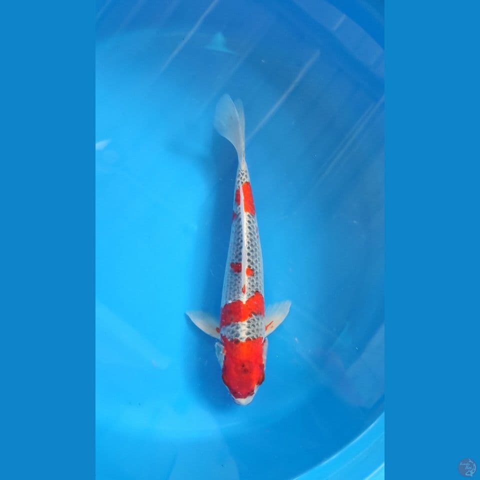 Red Goshiki M 36cm