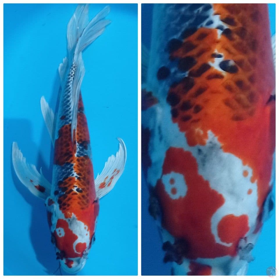YIN YANG 50