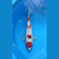 Good shanke F 34cm