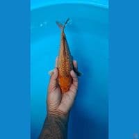 karamel gindrin