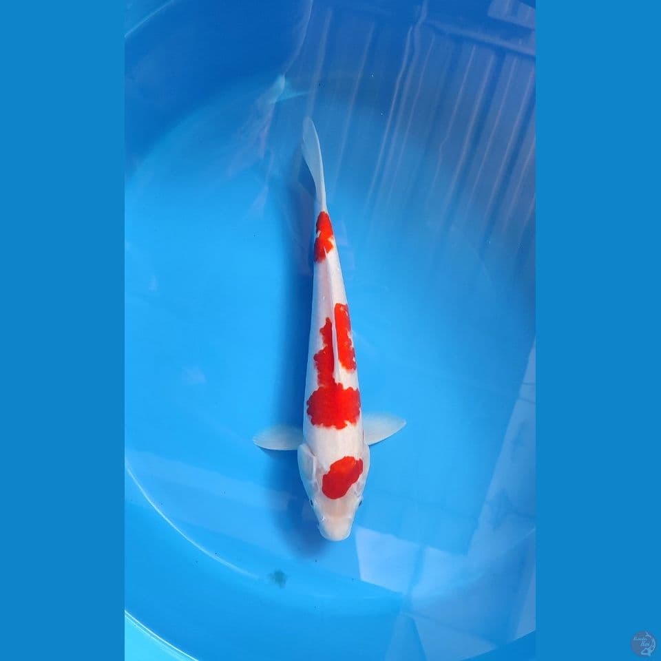 Kohaku M36cm