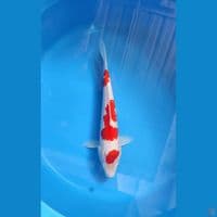 Kohaku M36cm