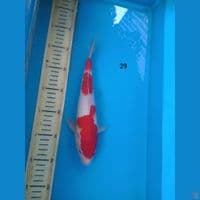 kohaku 29cm