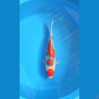 Red goshiki F 36cm