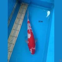 kohaku 31cm m