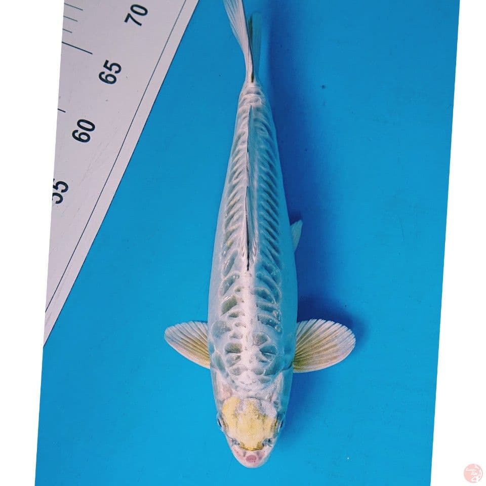 UNIQE PUNUK 33 CM