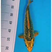UNIQE GINRIN 33 CM