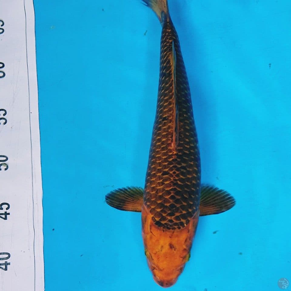 KARAMEL 33 CM