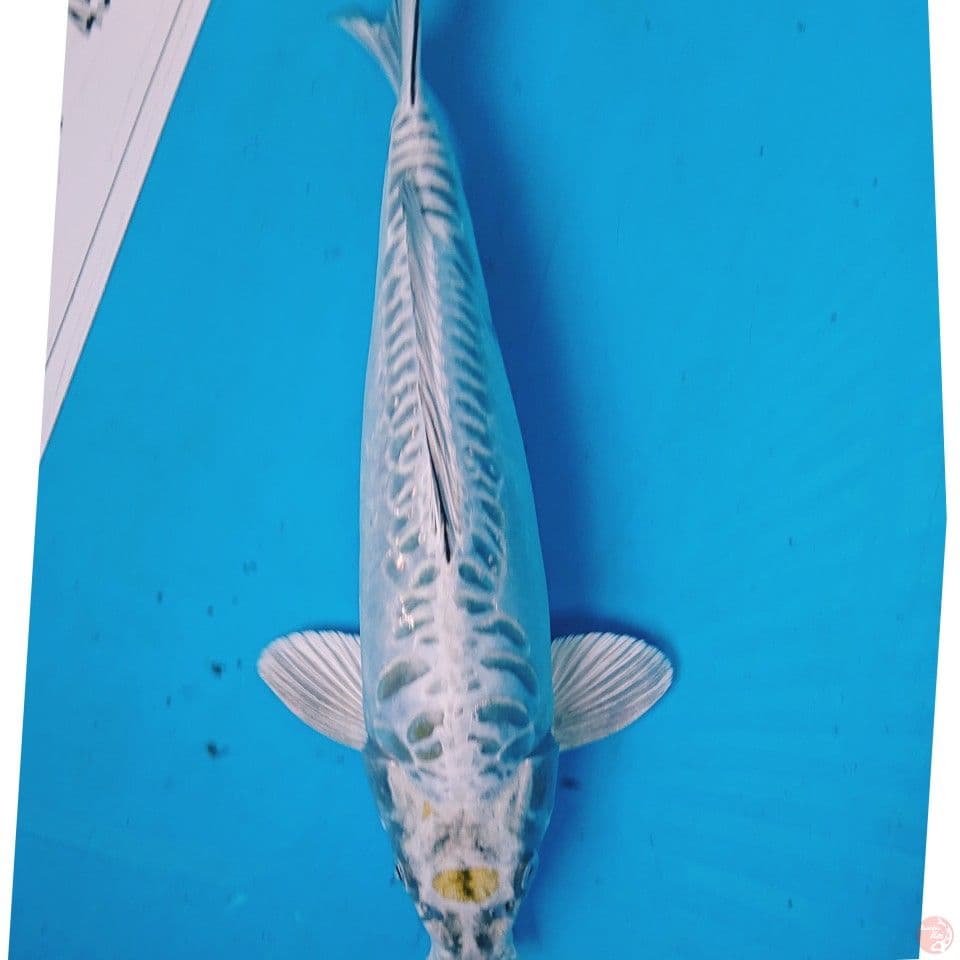 UNIQE 37 CM