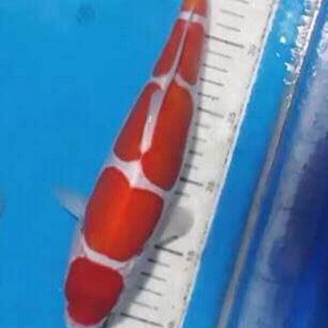 Kohaku.doisu.size30cm
