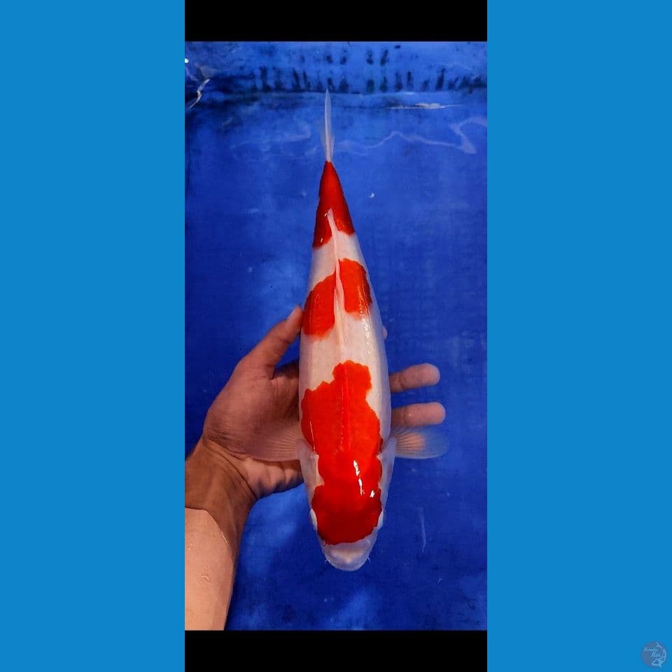 Kohaku HQ original 37 cm