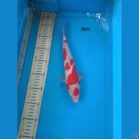 kohaku 30cm m