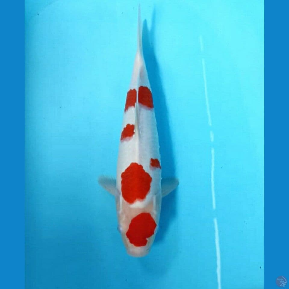 Kohaku 33cm