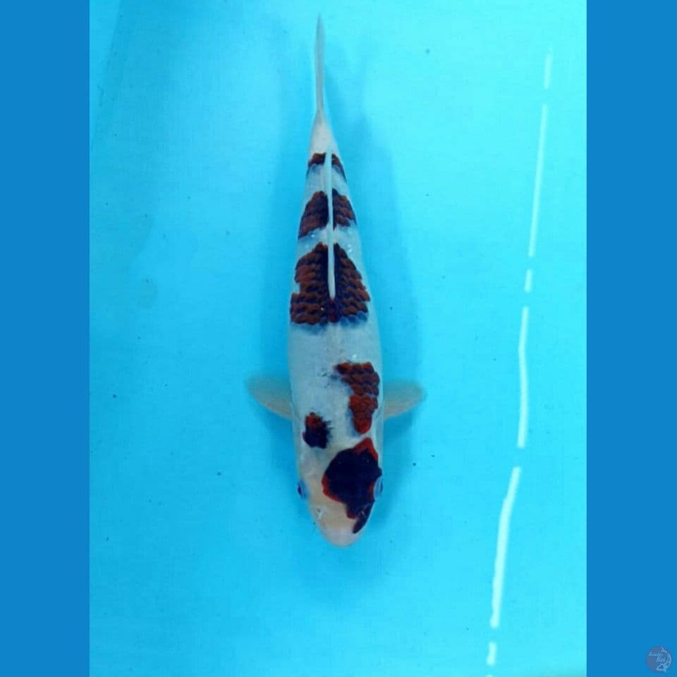 Goromo 26cm