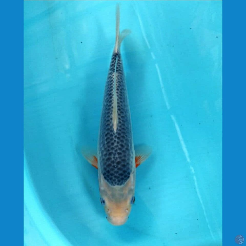 Asagi 33cm