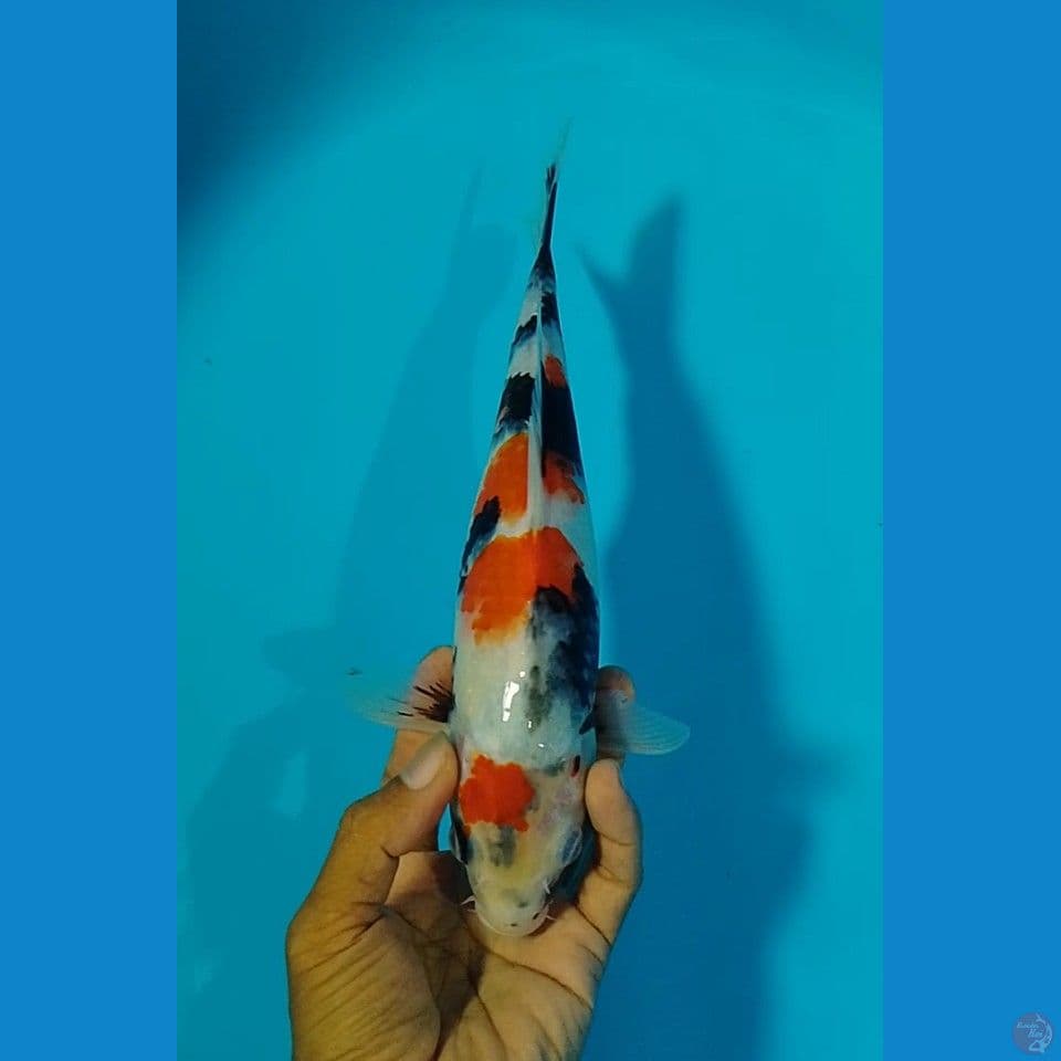 showa size : 25 cm