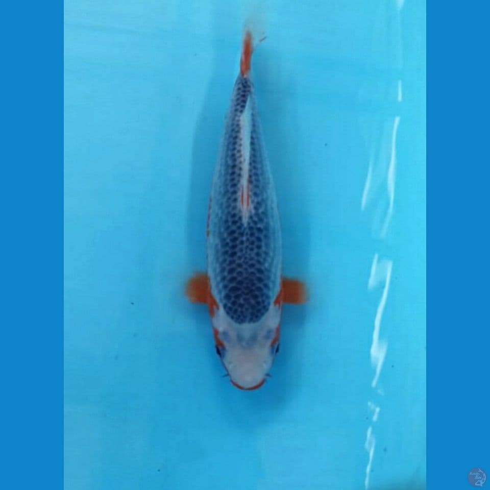 Asagi 25cm