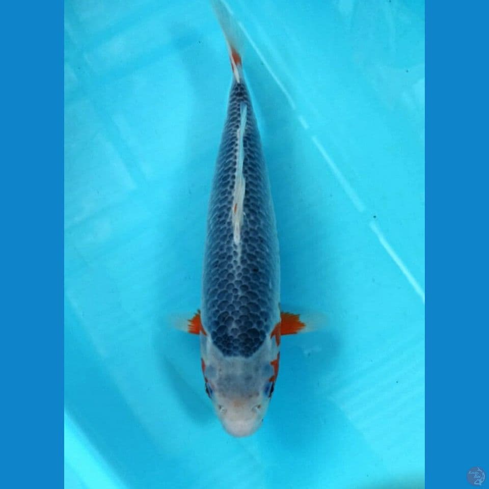 Asagi 33cm