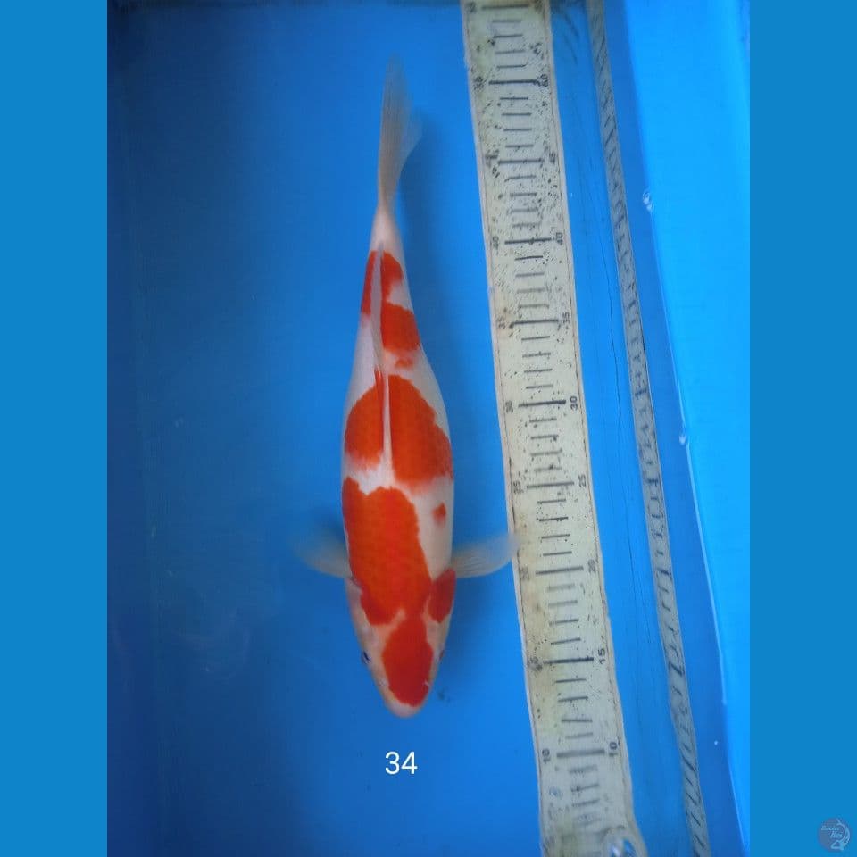 kohaku 34cm F