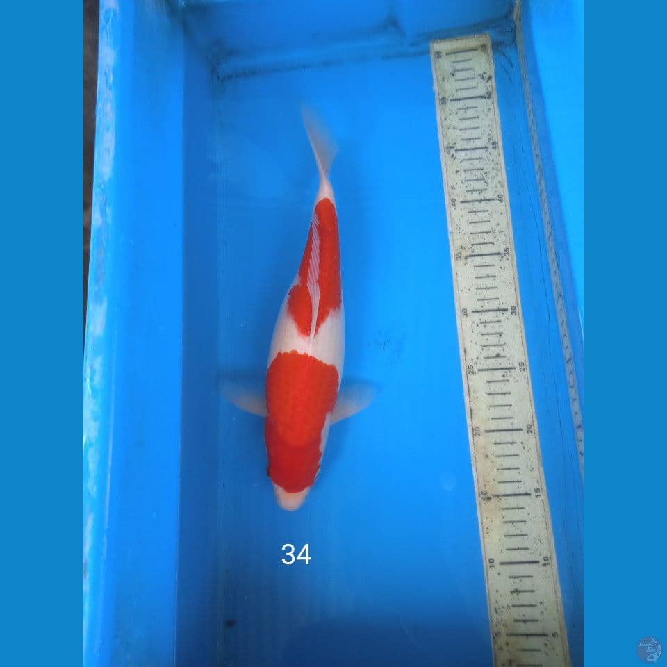 kohaku 34cm F