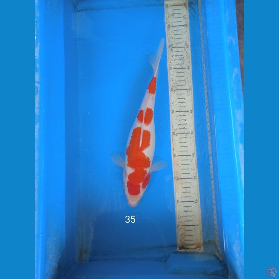 kohaku 35cm F