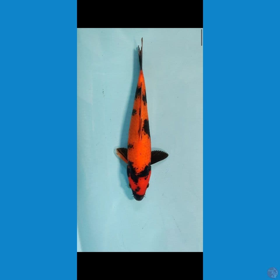 HI UTSURI MERAH HALUS 30CM