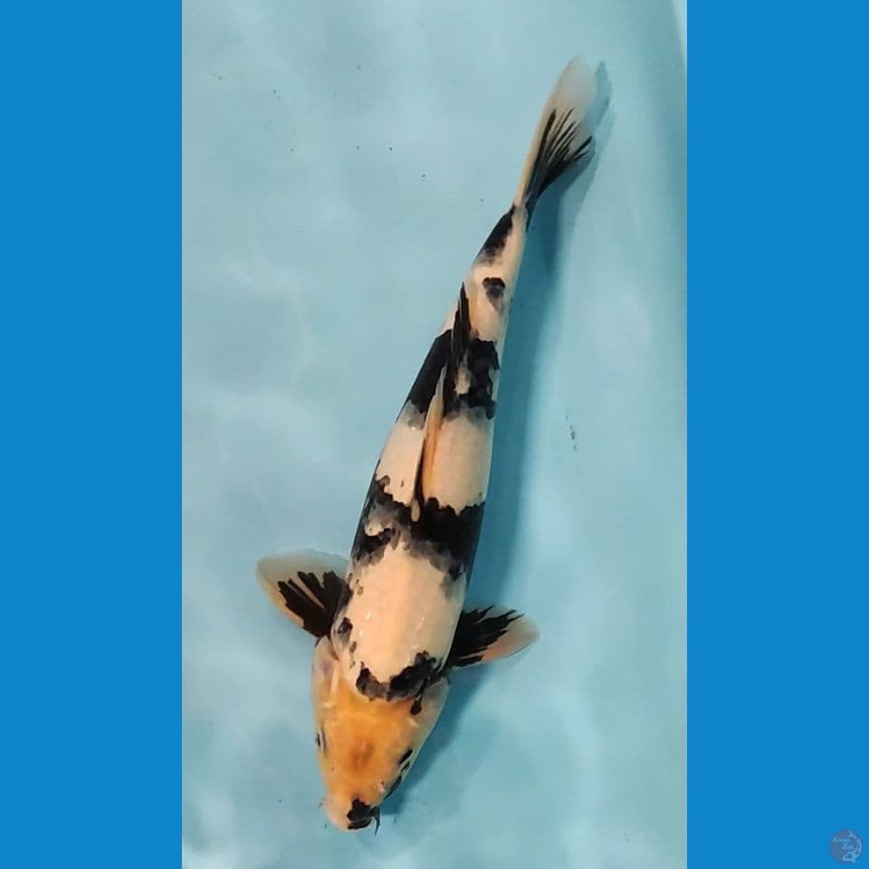 SQ SHIRO MALE TATEGOI 30CM UP