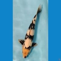SQ SHIRO MALE TATEGOI 30CM UP