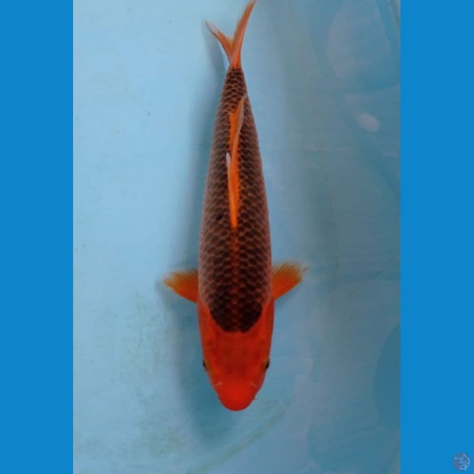 aka madsuba, 31 cm