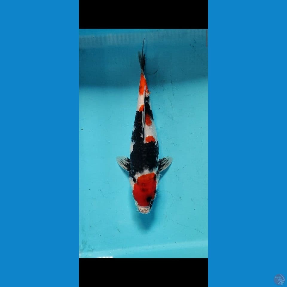KINDAI SHOWA CUUTT KERING AMAN -+30CM
