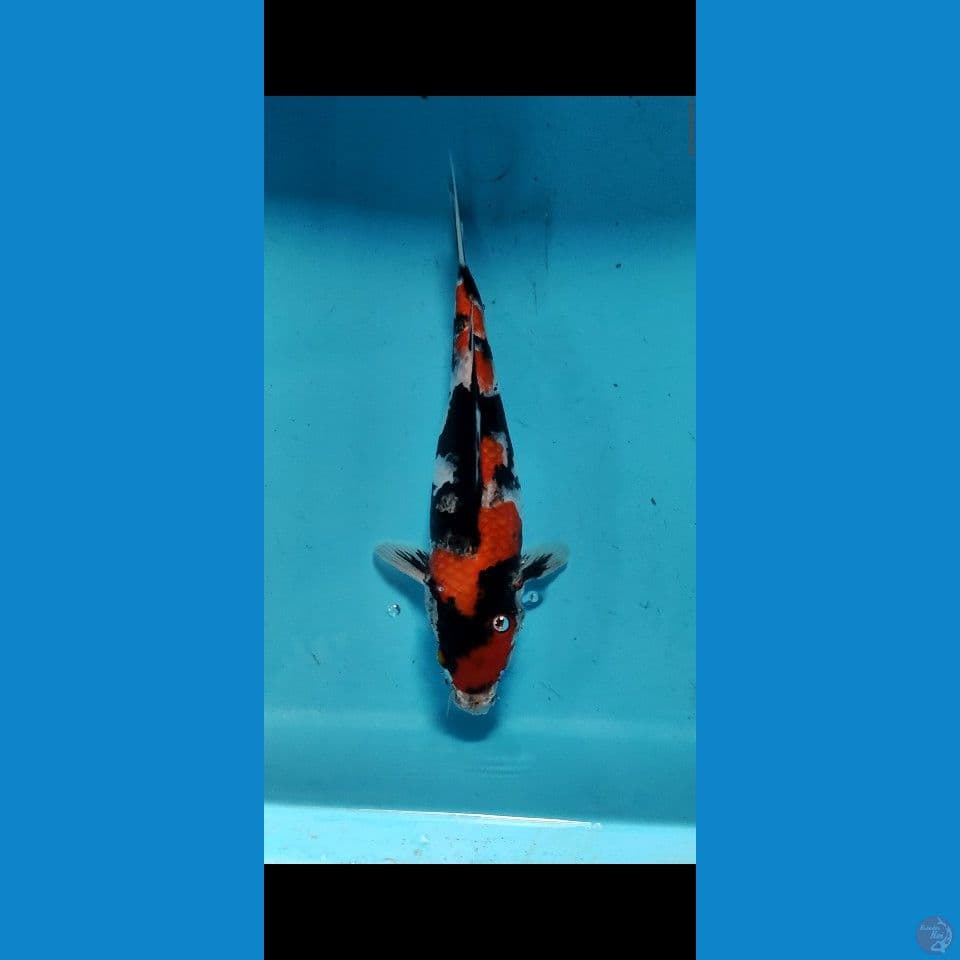 KINDAI SHOWA MOTOGORO IMBANG 30CM AN