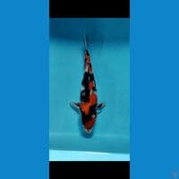 KINDAI SHOWA MOTOGORO IMBANG 30CM AN