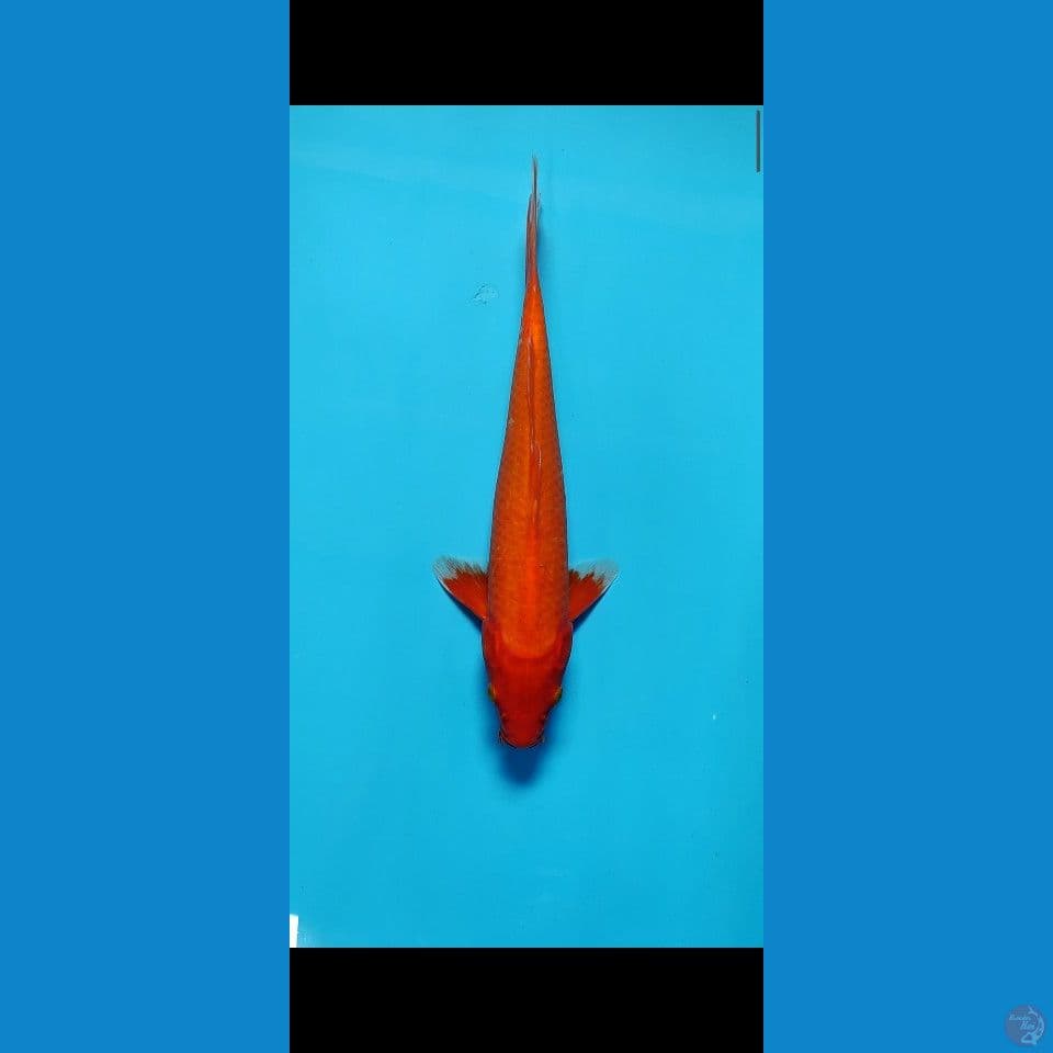 AKA HAJIRO MALE -+30CM UP