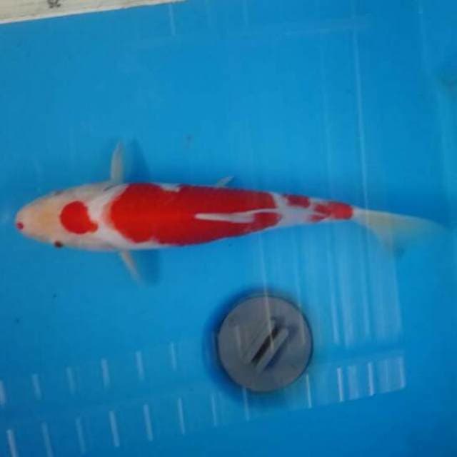 Kohaku marutin
