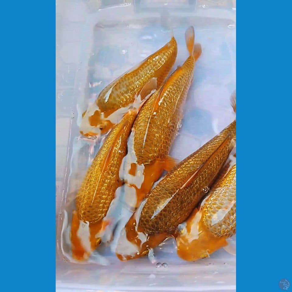 paket karamel punuk