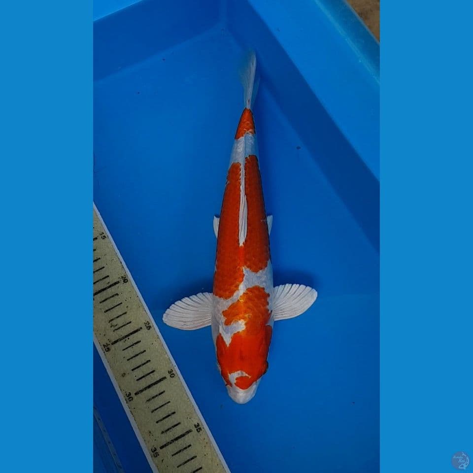 SQ SAKURA OGON ORI 35 jantan