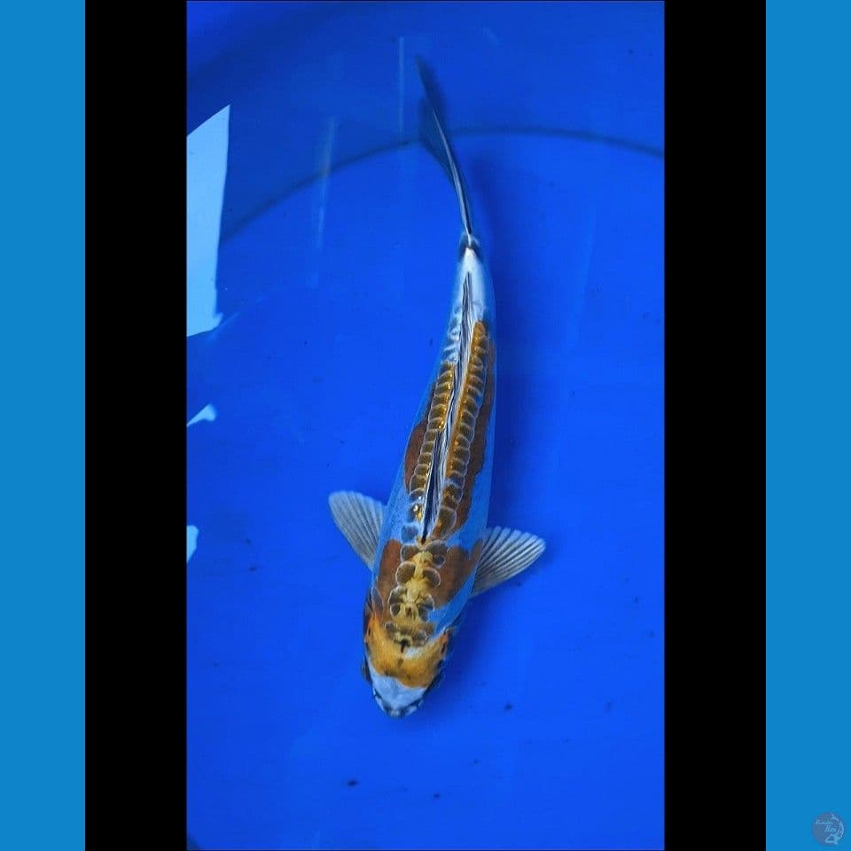 Kikokyuryu 25 cm