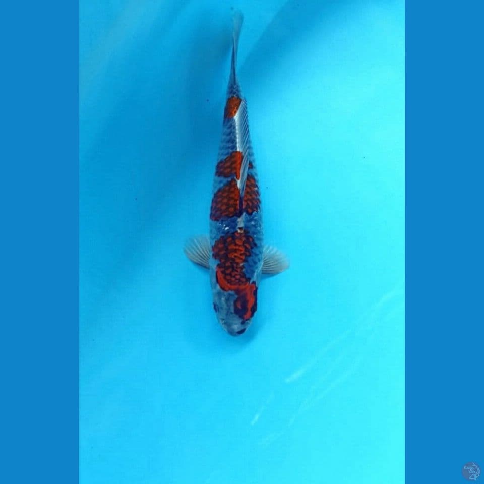Beni ginga 26cm
