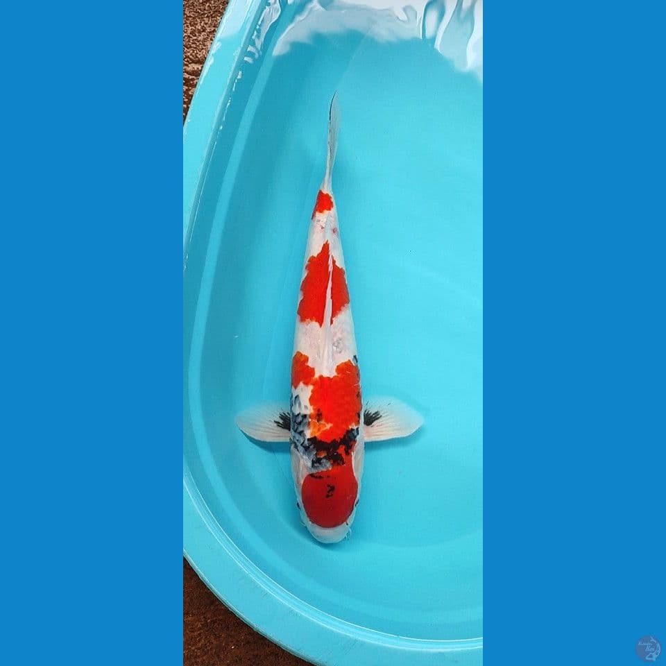 Maruten showa 50 cm ,bakat jumbo