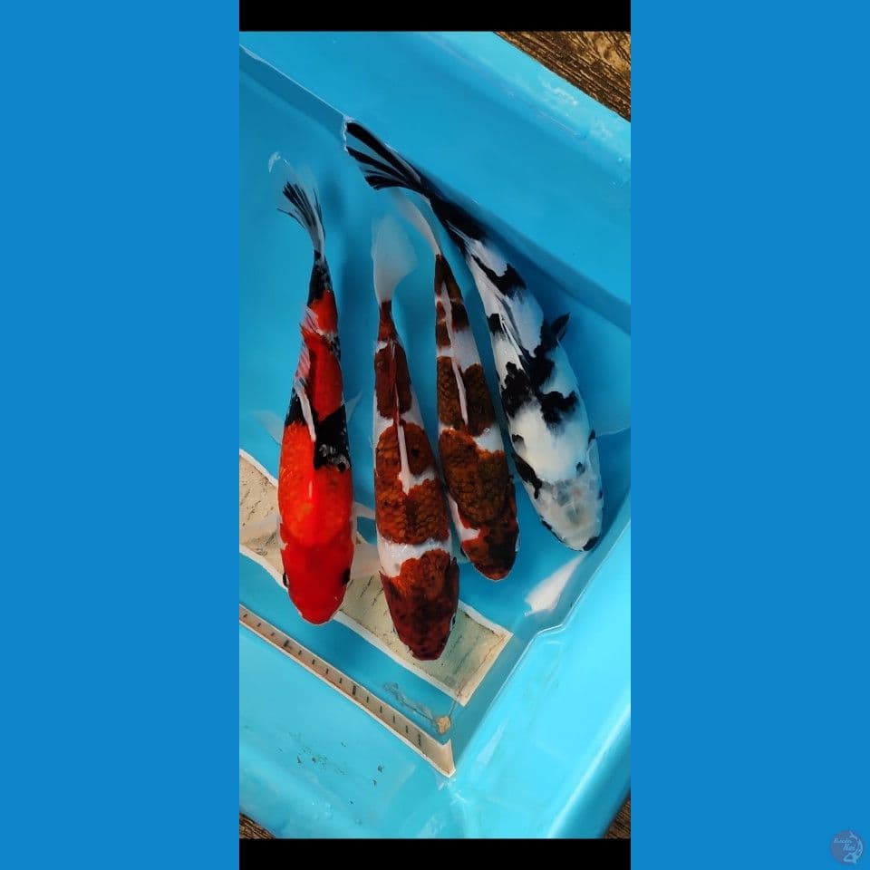 mix koi 27 30 cm 